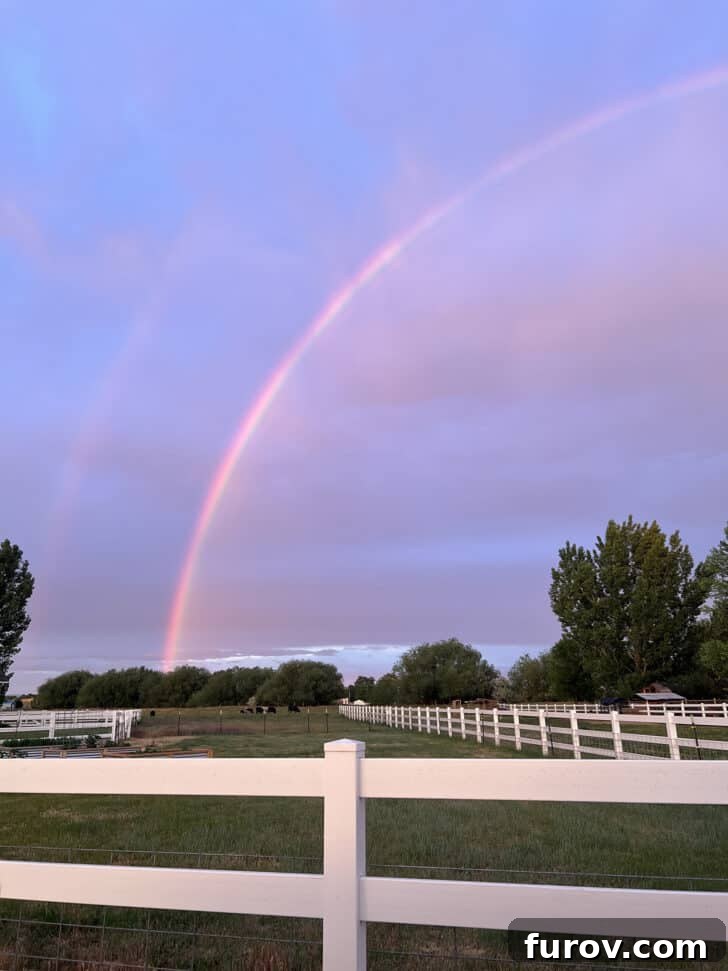 A stunning rainbow arcing gracefully across the sky over a serene green pasture, showcasing nature's beauty.