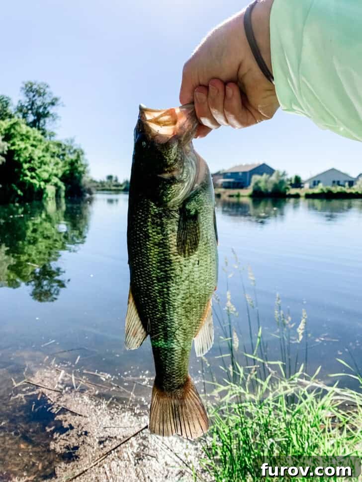 A vibrant fish captured mid-air, leaping above the water, showcasing a thrilling moment of nature.