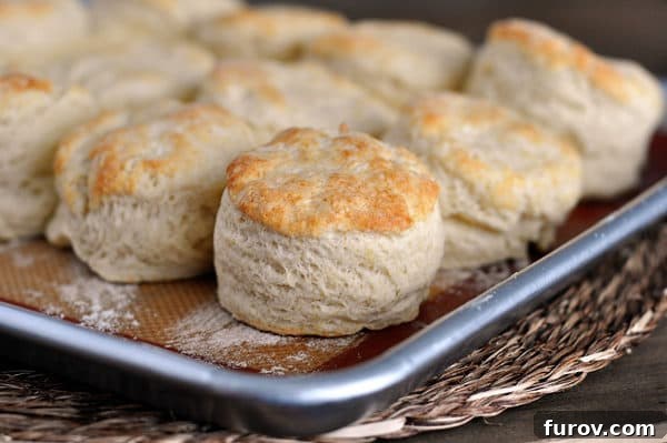A sheet pan filled with golden brown, perfectly cooked buttermilk biscuits, ready to be served.