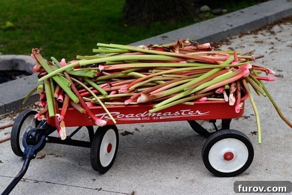 Red wagon full of fresh rhubarb.
