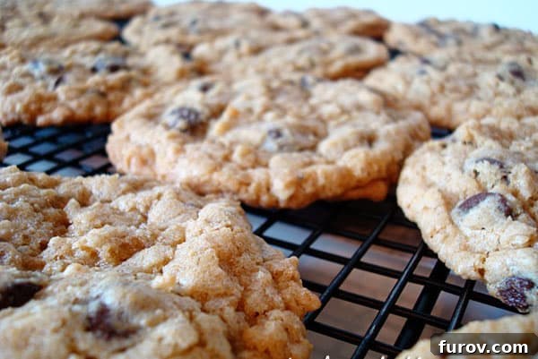 Comforting Whole Wheat Oatmeal Chocolate Chip Cookies 3 Several whole wheat oatmeal chocolate chip cookies neatly arranged on a cooling rack.