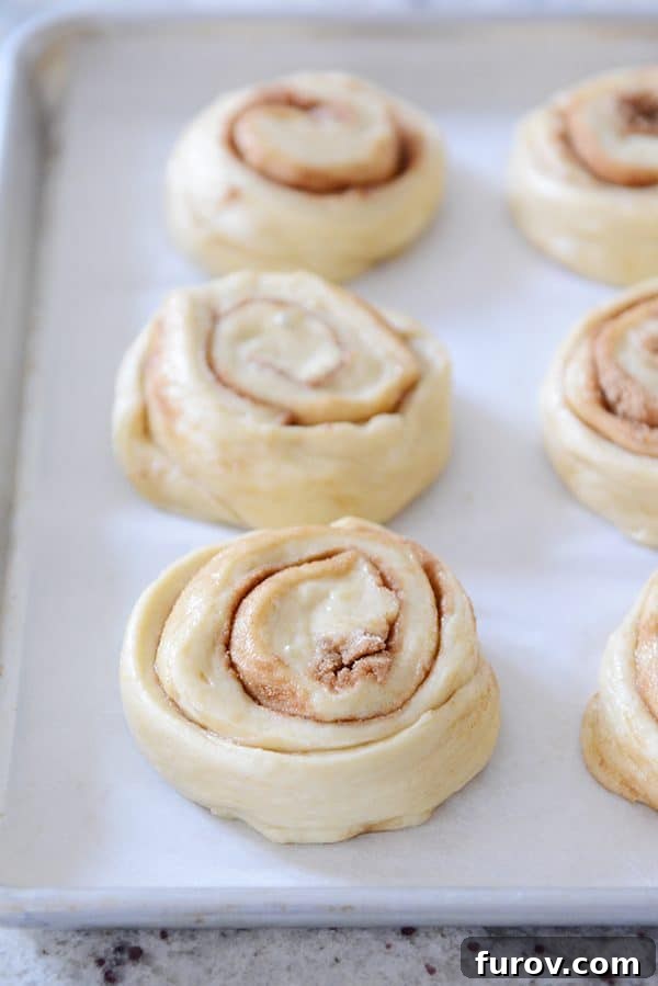 A tray of unbaked cinnamon rolls, perfectly shaped and ready for their cold proof or immediate rise.
