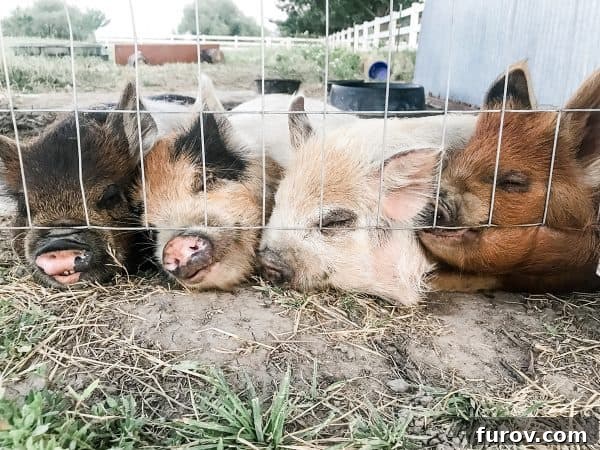 four kunekune pigs