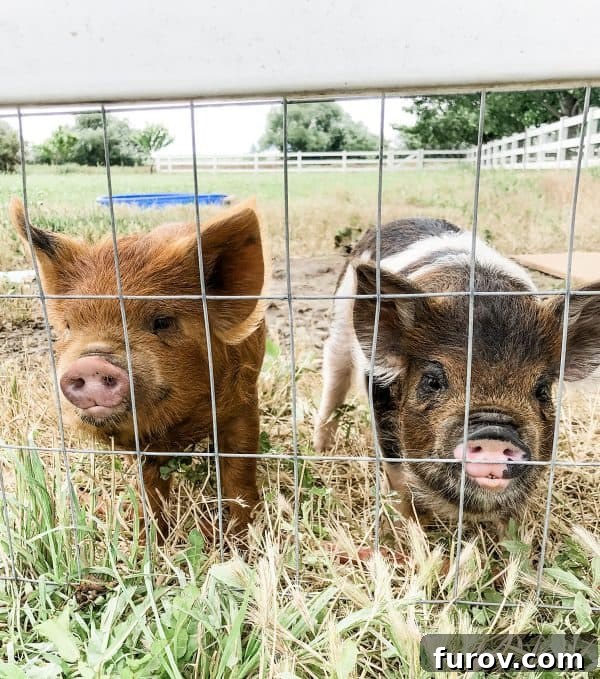two kunekune pigs by fence