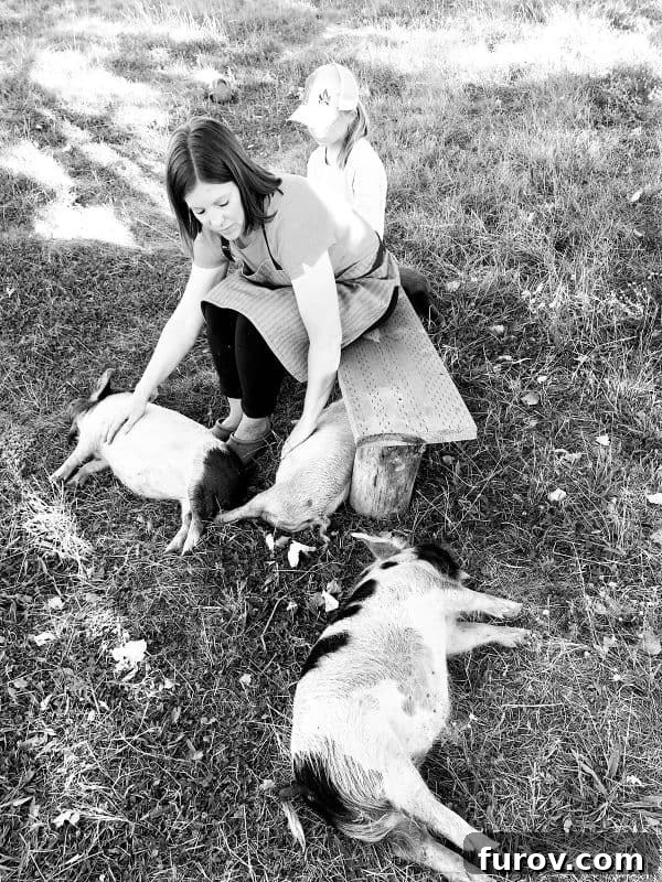 petting kunekune pigs in pasture