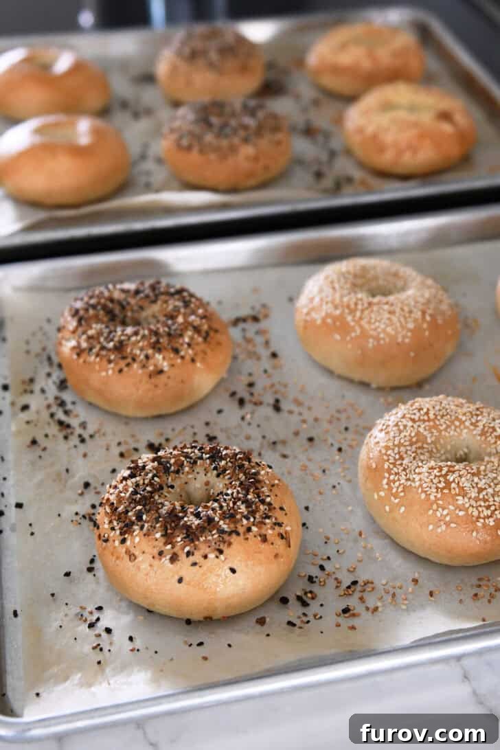Two pans of freshly baked homemade bagels topped with sesame seeds and everything bagel seasoning, cooling after baking.