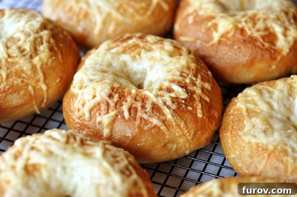 Cheese-topped bagels cooling on a wire rack after being baked to perfection.
