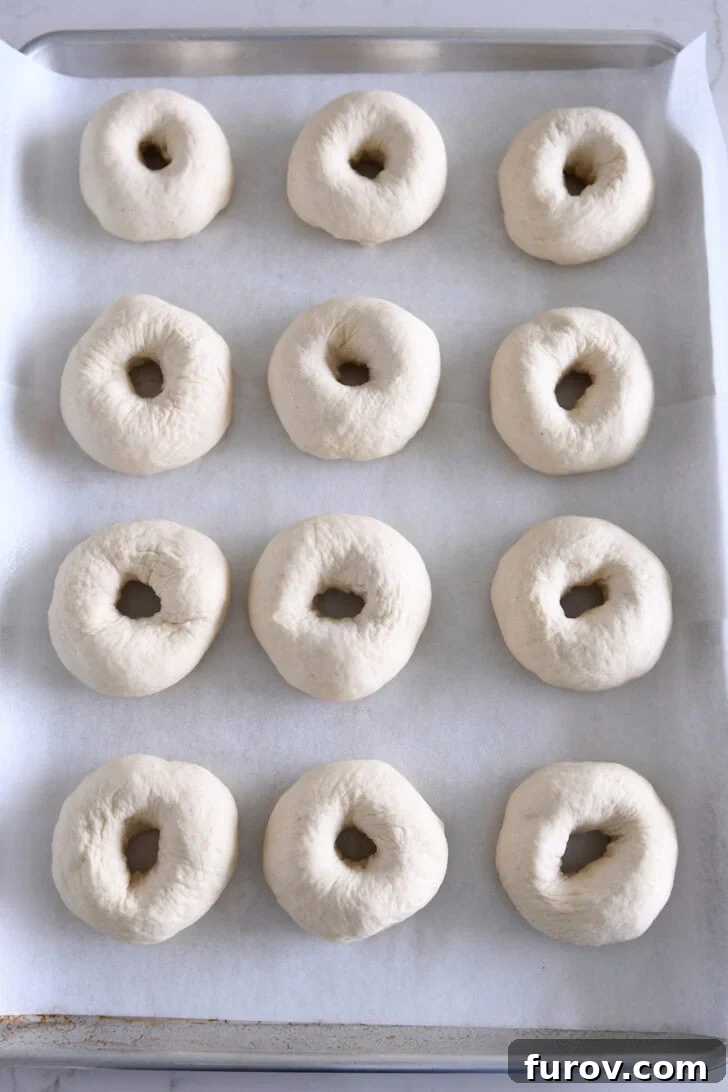 Top-down view of 12 beautifully shaped bagel dough pieces arranged on a parchment-lined baking sheet.
