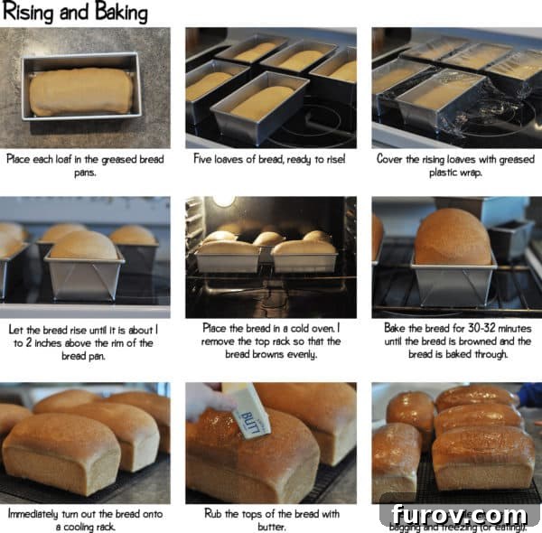 Step-by-step photos showcasing bread dough rising in pans and baking in the oven.