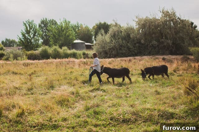 A Fifteen-Year Blogging Odyssey 13 woman walking miniature donkeys across field on her farm