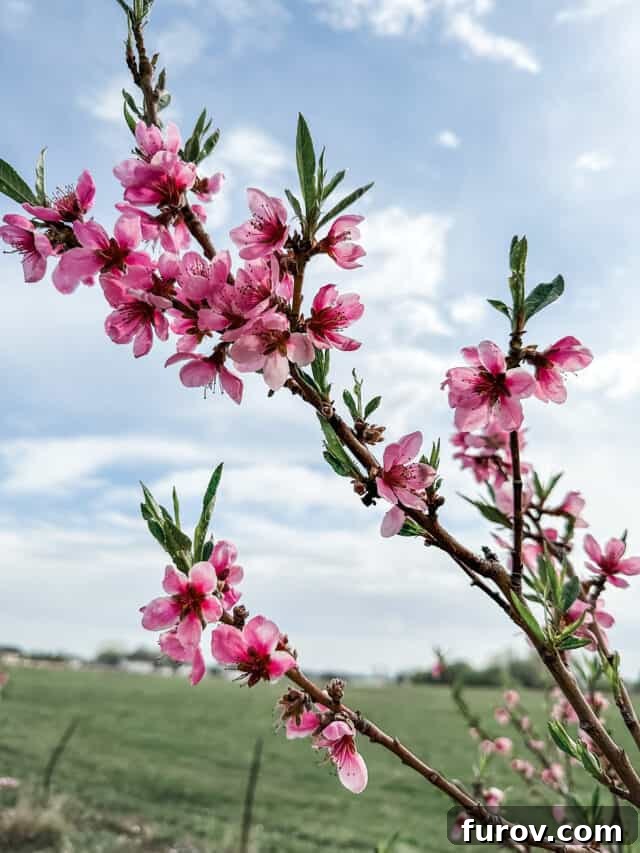 Blossoms on fruit tree.