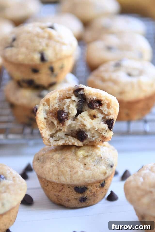 Two soft, mini banana chocolate chip muffins stacked on top of each other, with the top muffin gently broken in half to reveal its tender interior and chocolate chips.