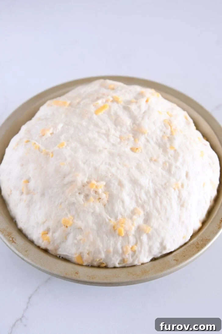 Perfectly risen, round loaf of cheesy peasant bread dough in a glass pie plate, ready for the oven.