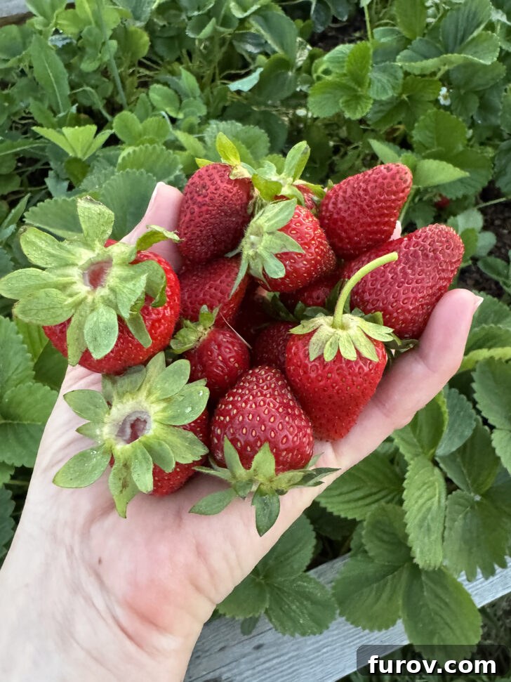 Friday Focus: My Current Chapter 4 Freshly picked, vibrant strawberries from our thriving home garden, a taste of summer's bounty.