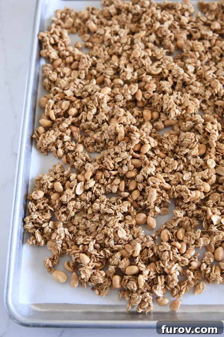 Unbaked peanut butter granola mixture with roasted peanuts spread evenly on a parchment-lined half sheet pan, ready for the oven.