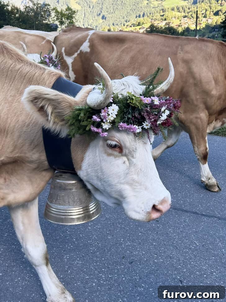 Cow descent parade in Grindewald, with text that mentions Mel's Kitchen Cafe Friday Thoughts.