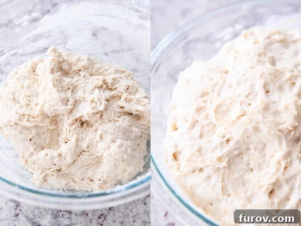 A side-by-side comparison of unrisen and perfectly risen rustic crusty bread dough in glass bowls.