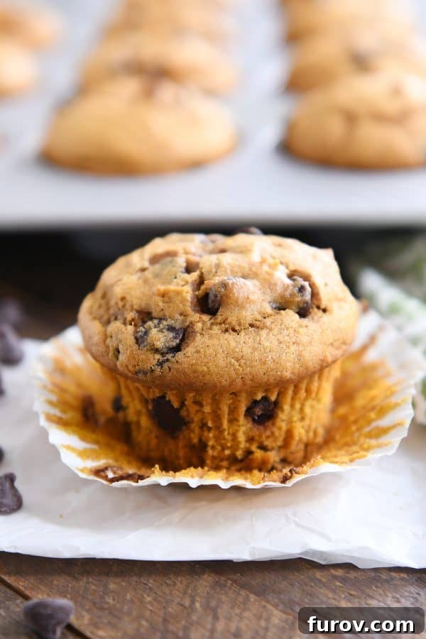 Heavenly Pumpkin Chocolate Chip Muffins 3 A perfectly baked pumpkin chocolate chip muffin, with its liner partly peeled away, revealing its tender, chocolate-studded interior.