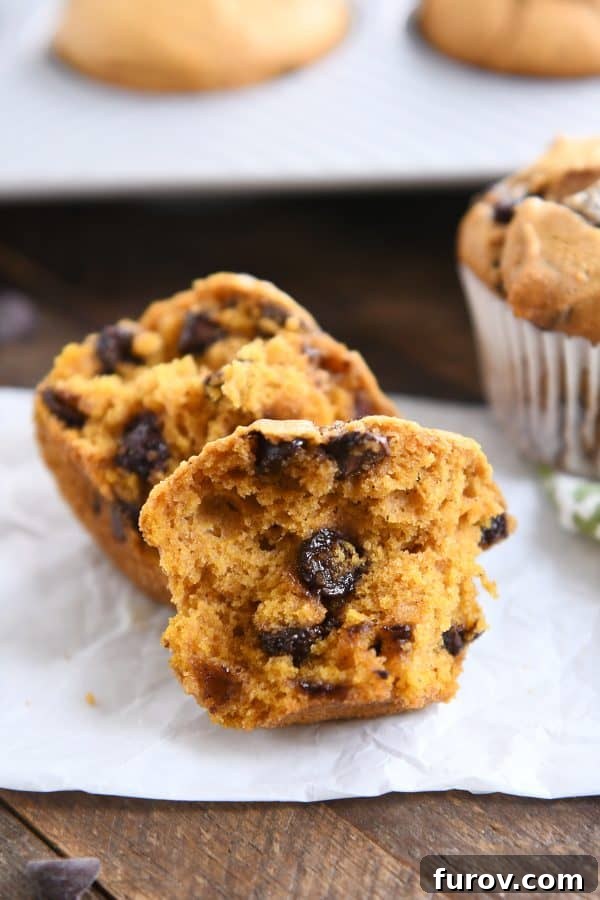 Heavenly Pumpkin Chocolate Chip Muffins 4 A pumpkin chocolate chip muffin neatly split in half, showcasing its tender texture and generous distribution of chocolate chips throughout.