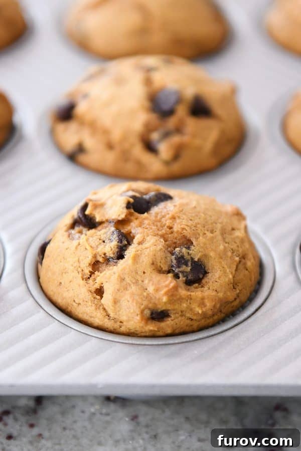 Heavenly Pumpkin Chocolate Chip Muffins 7 A freshly baked pumpkin chocolate chip muffin, still in its paper liner, nestled warmly in a muffin tin.