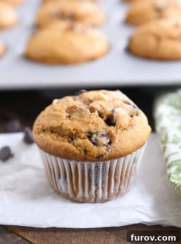 Heavenly Pumpkin Chocolate Chip Muffins 8 A single pumpkin chocolate chip muffin, still in its white paper liner, elegantly placed on a white napkin, ready to be enjoyed.
