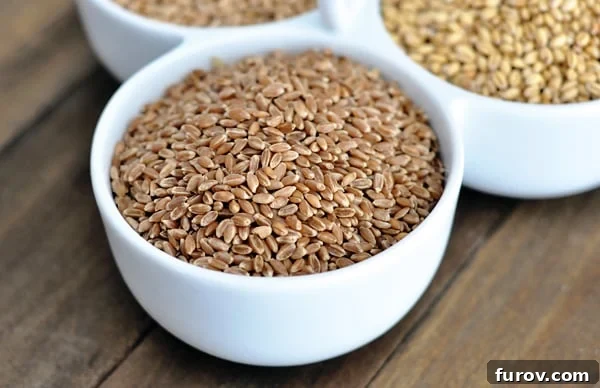 Wheat Grinding 101: From Grain Types to Sourcing and Culinary Applications 5 a white bowl full of hard red wheat kernels