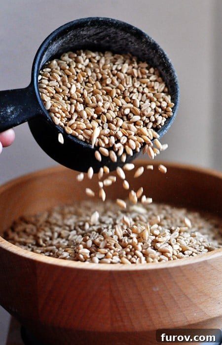 The Essential Guide to Wheat Grinders: 60+ Top Models Reviewed 4 A measuring cup gently pouring wheat kernels into the hopper of the grinder.