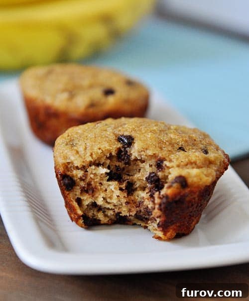 Two whole grain banana chocolate chip muffins on a white plate, the front muffin has a bite taken out, revealing its moist interior and chocolate chips.