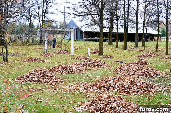 Saturday Unveiling: What Has Been on My Mind 3 a large yard with piles of leaves