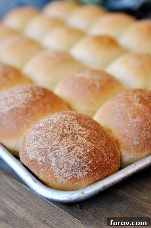 A cookie sheet filled with numerous golden brown baked whole wheat rolls, fresh from the oven.