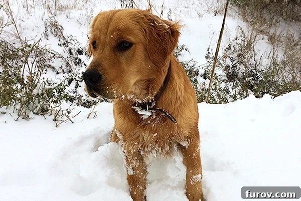 A happy golden retriever dog playing playfully and rolling around in deep fresh snow, completely unaffected by the cold weather.