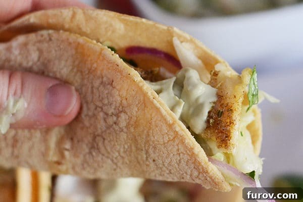 Flavorful and Fast Broiled Tilapia Tacos Ready in 30 Minutes 2 A hand holding a corn tortilla tilapia taco, garnished with fresh cilantro and a drizzle of creamy sauce.