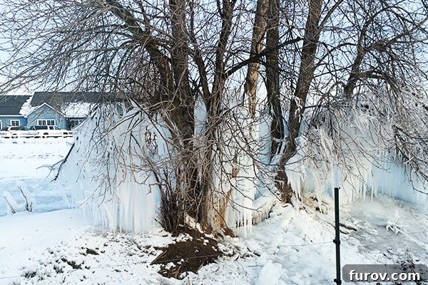 Homegrown Saturday Snaps 4 A majestic, frost-covered tree with numerous icicles hanging from its bare branches against a winter sky.