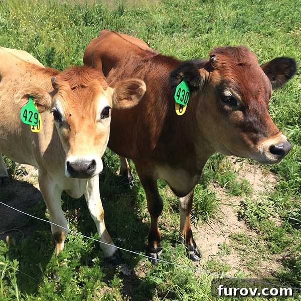 New bovine charges on a farm, showing aspects of a busy 'rest' day.