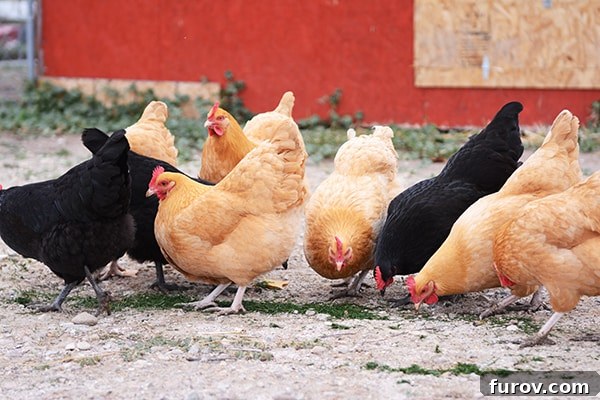 Black and orange chickens freely roaming and foraging in a backyard, representing fresh, homegrown eggs.