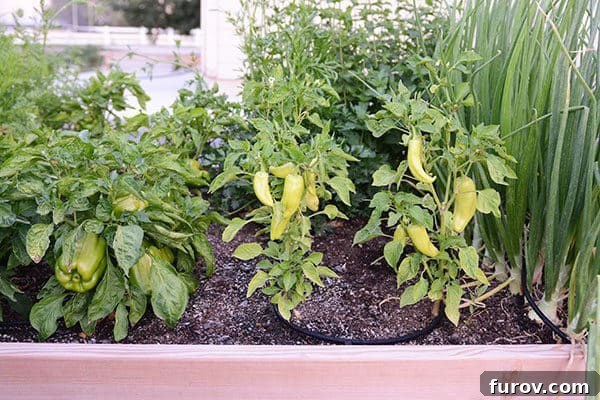 A vibrant home garden box filled with lush green herbs and healthy plants, showcasing a successful harvest.