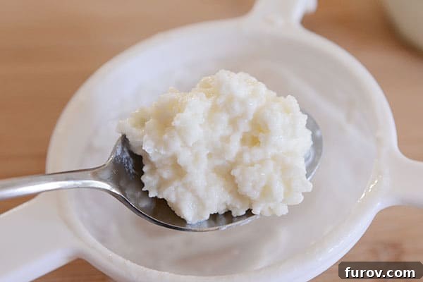 A spoonful of white, gel-like milk kefir grains held over a plastic strainer, ready to be transferred or stored.
