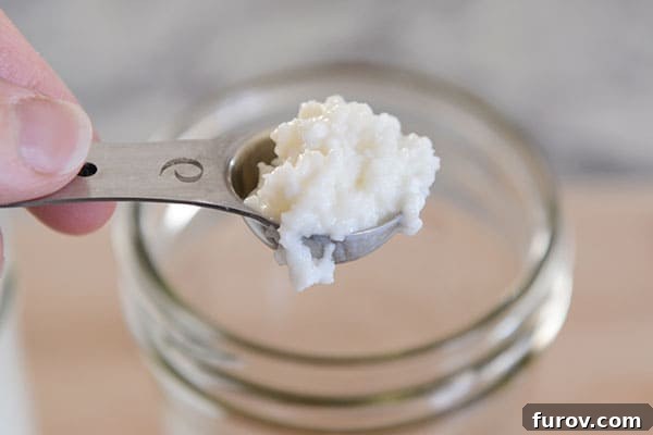 A metal tablespoon holding a cluster of white, gel-like milk kefir grains, clean and ready for a new batch of milk.