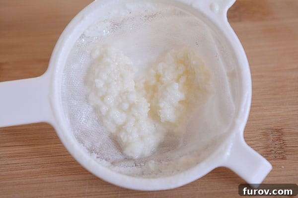 A plastic fine mesh strainer holding irregular, gel-like milk kefir grains, ready for the next batch.