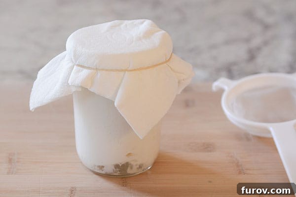 A mason jar full of newly cultured milk kefir, covered with a paper towel, showing signs of active fermentation like subtle thickening.