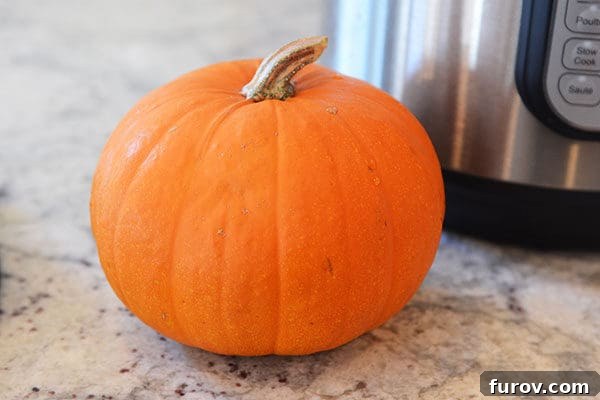 Quick and Easy Pressure Cooker Pumpkin Puree 2 A small, unpeeled pie pumpkin sitting on a clean kitchen counter, ready for preparation.