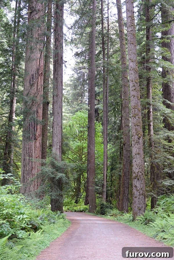 Effortless Wonders: Your Relaxed Guide to the Redwood Giants 2 A winding path disappears into a dense forest of colossal Redwood trees, bathed in dappled sunlight.