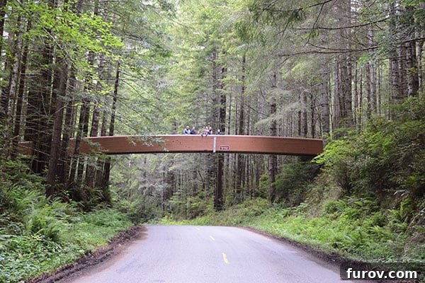 Effortless Wonders: Your Relaxed Guide to the Redwood Giants 11 A rustic wooden bridge arches over a road, leading into the dense canopy of Lady Bird Johnson Grove.