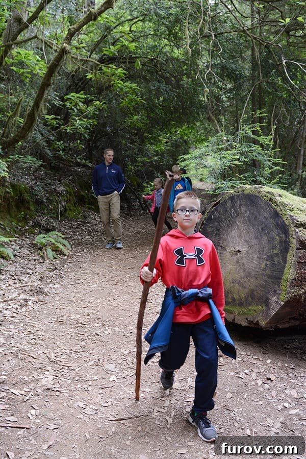 Effortless Wonders: Your Relaxed Guide to the Redwood Giants 13 A family hikes along a wide, flat trail, surrounded by towering Redwood trees, their path bathed in soft light.