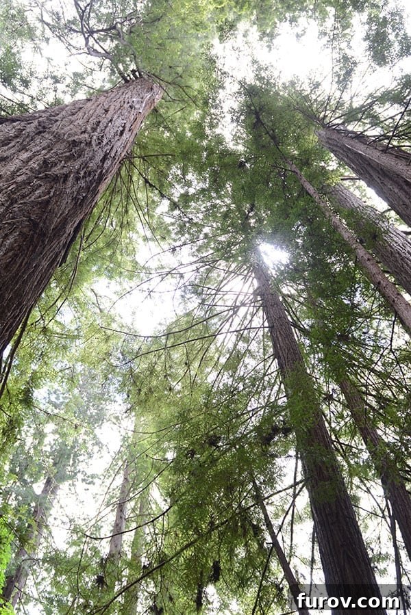 Effortless Wonders: Your Relaxed Guide to the Redwood Giants 14 A breathtaking low-angle view of towering Redwood trees, their immense trunks reaching towards the sky.