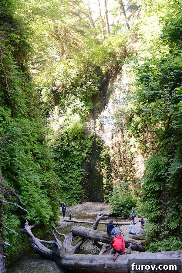 Effortless Wonders: Your Relaxed Guide to the Redwood Giants 17 A family navigates a trail through Fern Canyon, stepping over a fallen tree trunk, surrounded by vibrant greenery.