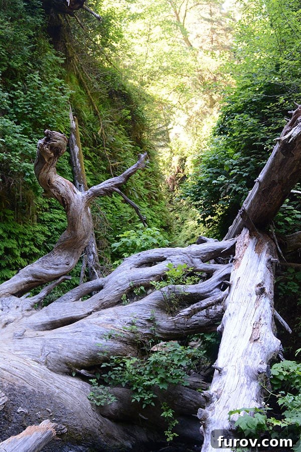 Effortless Wonders: Your Relaxed Guide to the Redwood Giants 18 An ancient, gnarled tree root system forms an intricate natural sculpture, adorned with vibrant green moss and ferns.