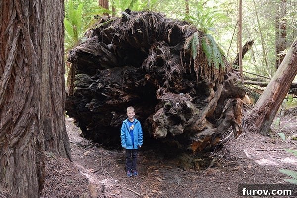 Effortless Wonders: Your Relaxed Guide to the Redwood Giants 3 A young boy stands dwarfed by a massive, fallen Redwood tree trunk, emphasizing the forest's immense scale.