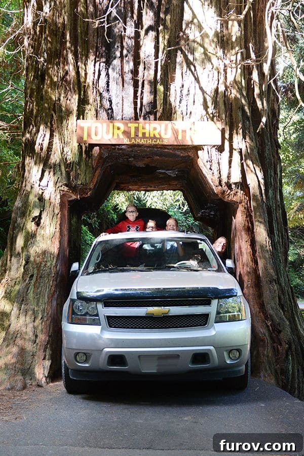 Effortless Wonders: Your Relaxed Guide to the Redwood Giants 21 A family excitedly sticks their heads out of a car window as they drive through the famous Klamath Drive Through Tree.