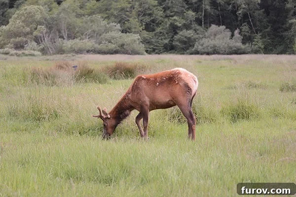 Effortless Wonders: Your Relaxed Guide to the Redwood Giants 5 A herd of wild elk grazes peacefully in a sun-drenched meadow, framed by the lush Redwood forest.